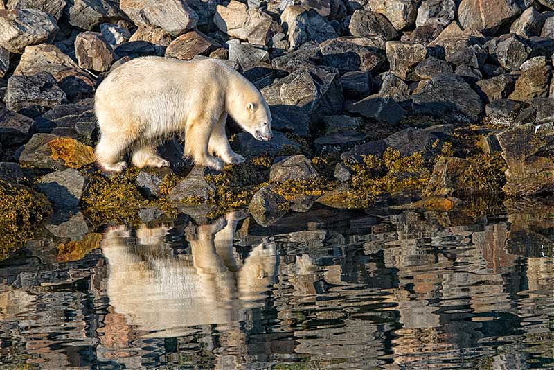 Adventure Canada - Polar Bear