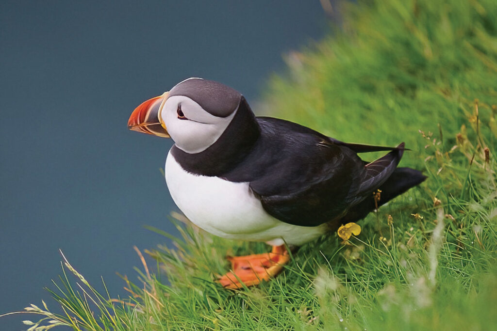 Orkney Islands Puffin Photo by Janis Parker