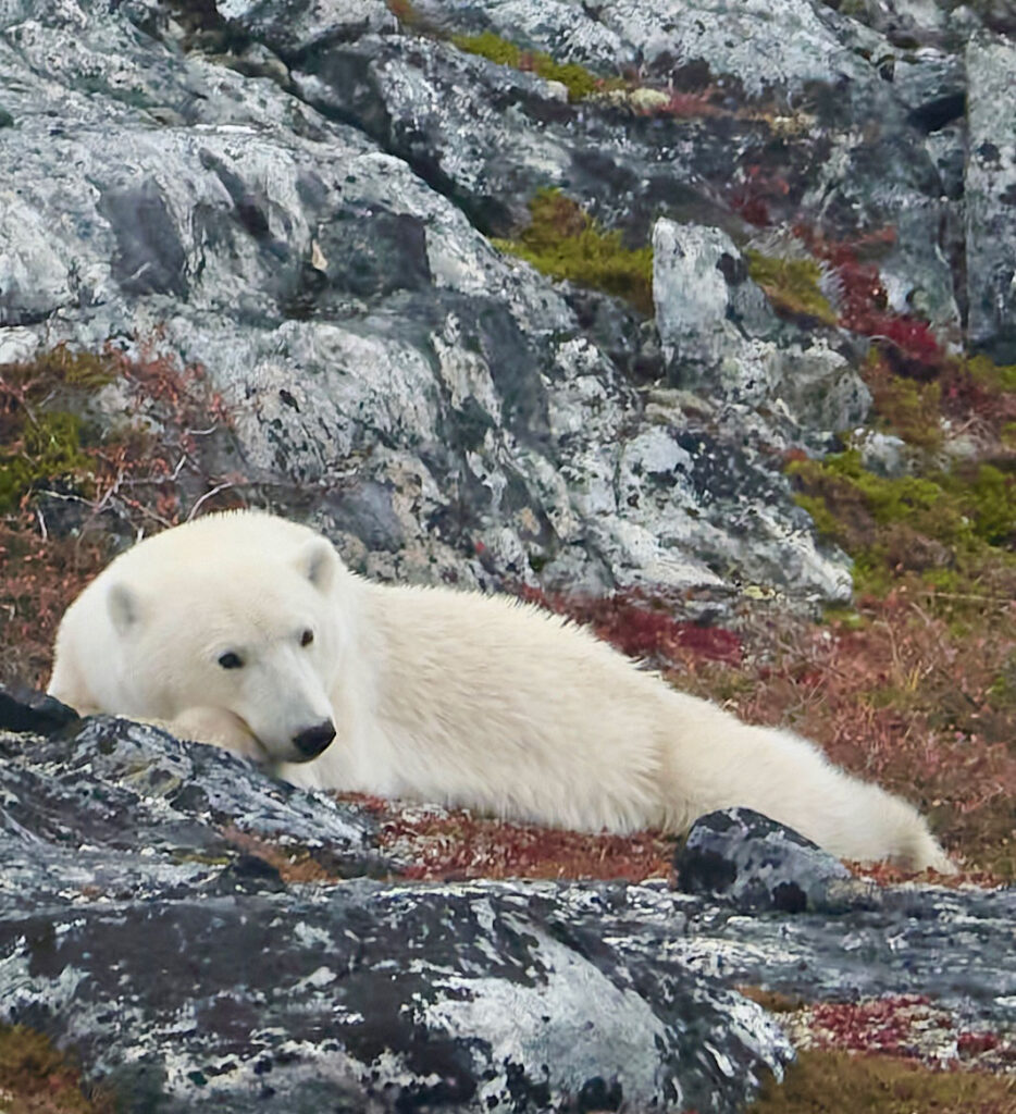 Polar Bear laying on ground Photo by Janis Parker