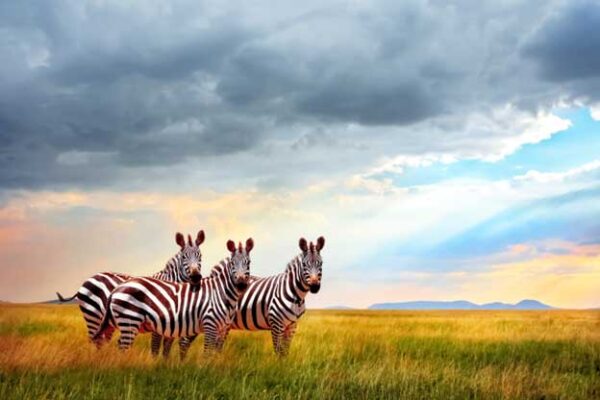 Zebras standing in a field - Just You Experiences